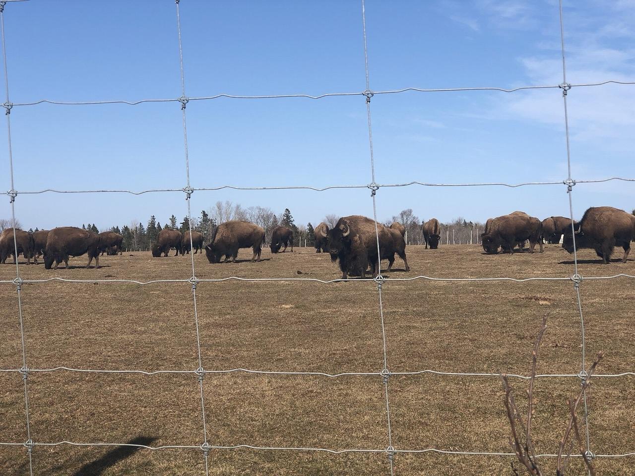 Bison in the pasture at Buffaloland, seen through the roadside fence