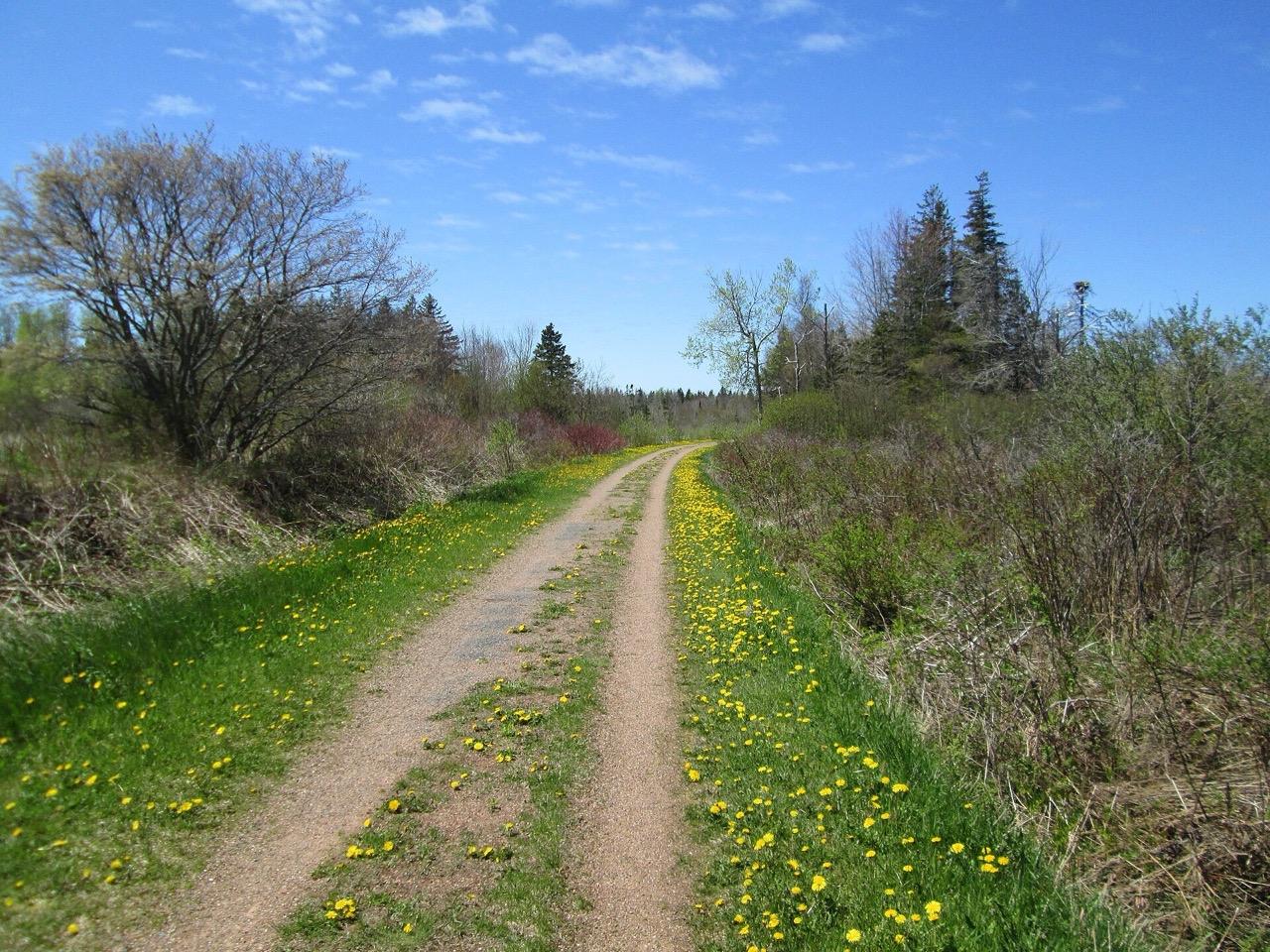 The Confederation Trail near Morell, a gravel path through grass and dandelions